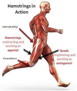 quitting sitting downside of treadmill desks are bad ergonomics cognitive load bad practice unhealthy running hamstrings